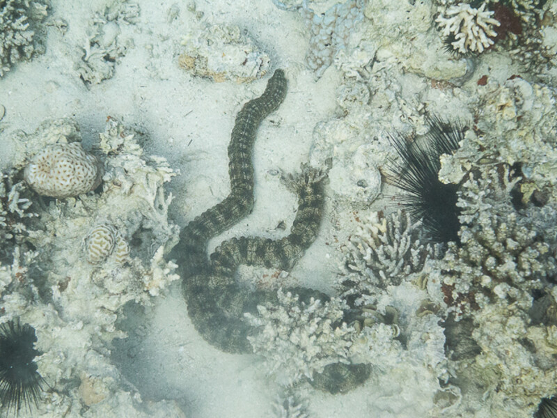 Aqaba - Gorgone One