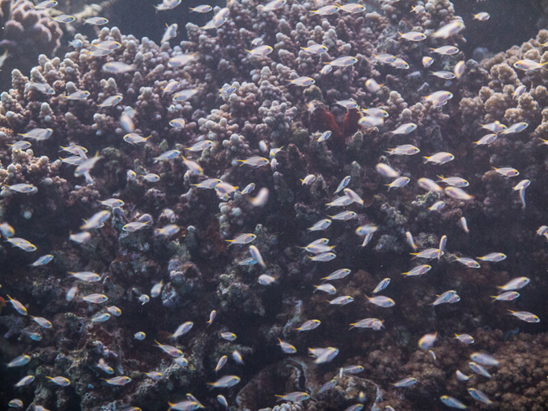 Aqaba - Gorgone One
