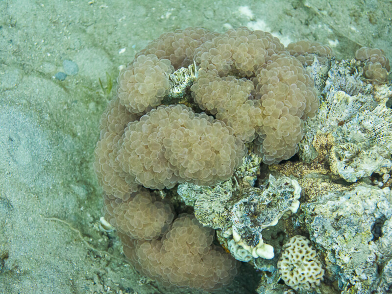 Aqaba - Eel Canyon