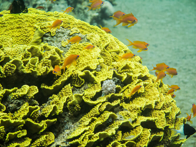 Aqaba - Eel Canyon