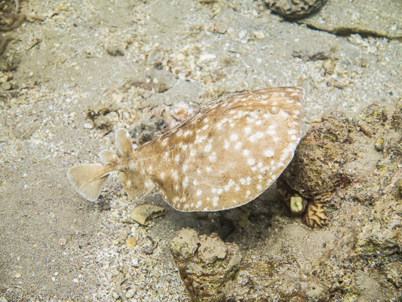 Aqaba - Eel Canyon