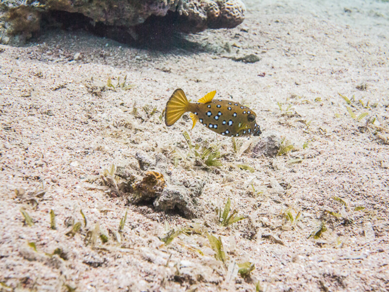 Aqaba - Tank &amp;amp; Seven Sisters