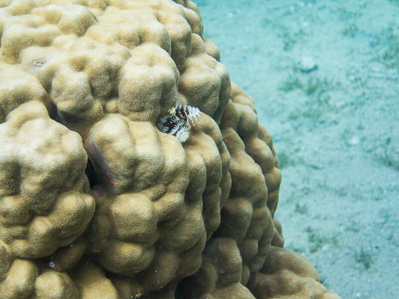 Aqaba - Tank &amp;amp; Seven Sisters