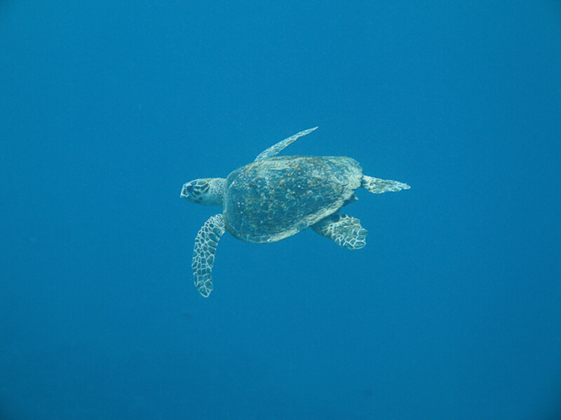 Aqaba - Wreck Cedar Pride