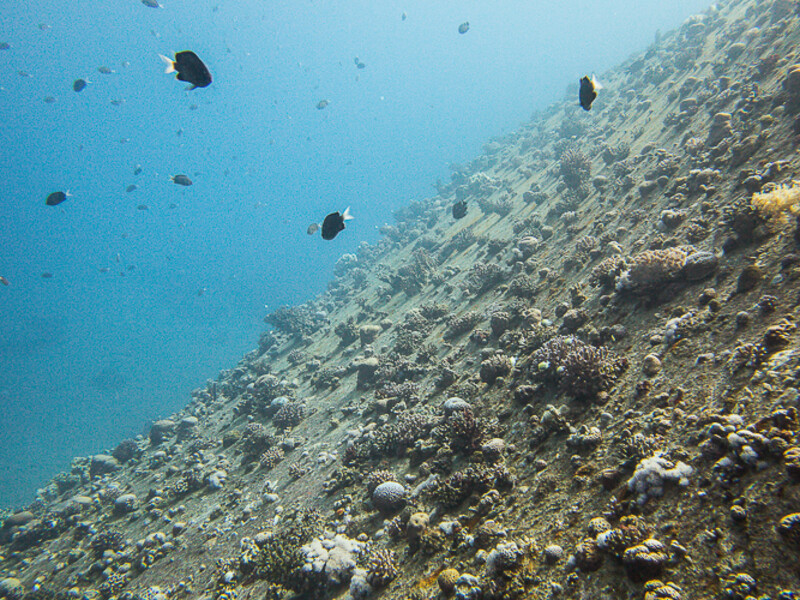 Aqaba - Wreck Cedar Pride