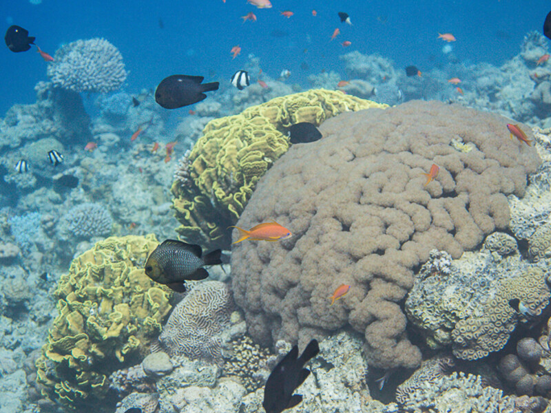 Aqaba - Wreck Cedar Pride