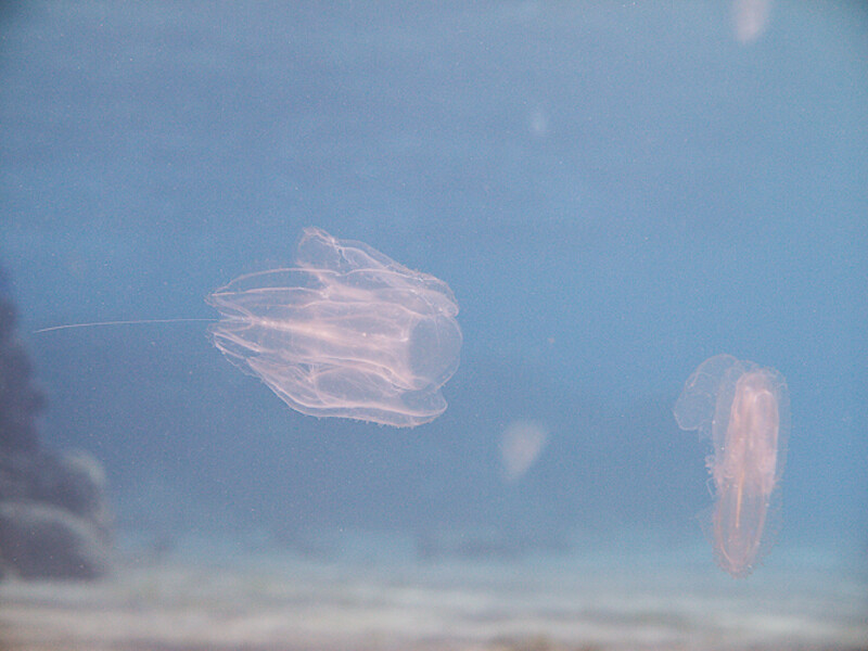 Aqaba - Wreck Cedar Pride