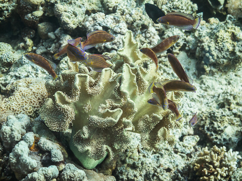 Aqaba - Black Rock