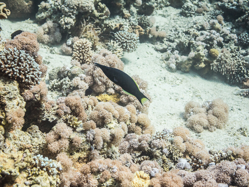 Aqaba - Black Rock