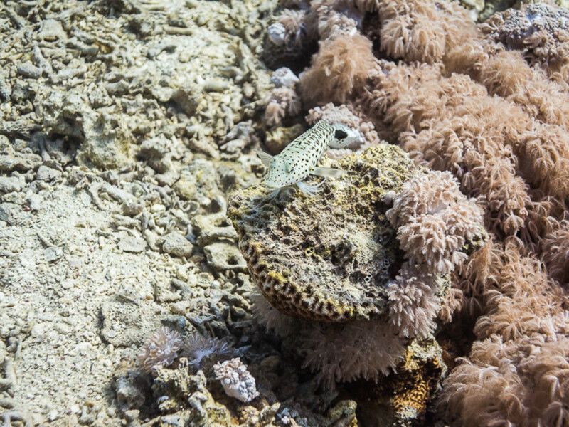 Aqaba - Black Rock