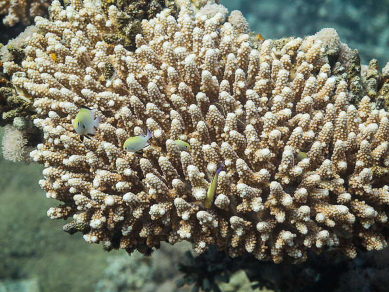 Aqaba - King\\&amp;#039;s Abdullah Reef