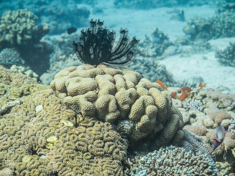 Aqaba - King\\&amp;#039;s Abdullah Reef
