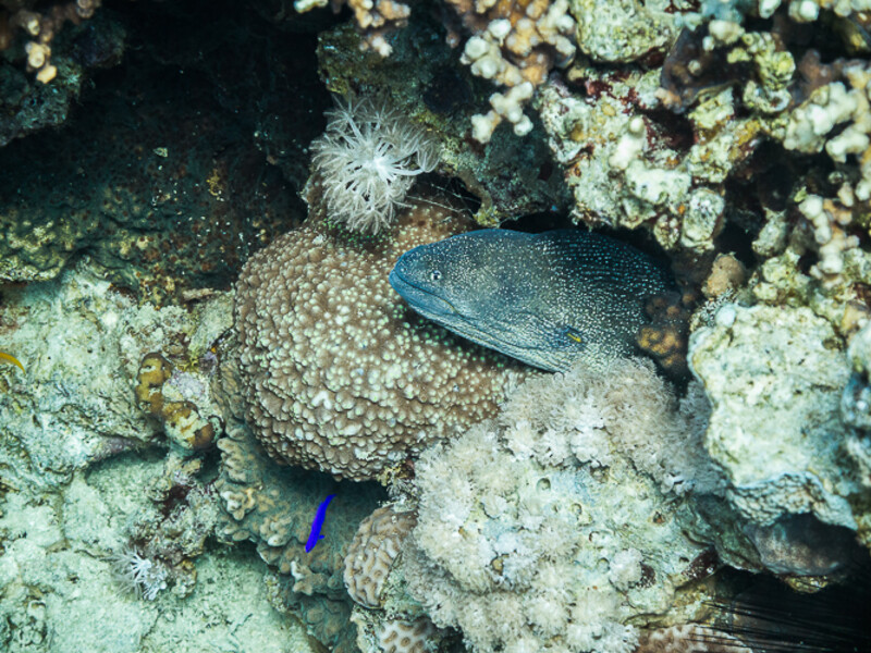 Aqaba - King\\&amp;#039;s Abdullah Reef