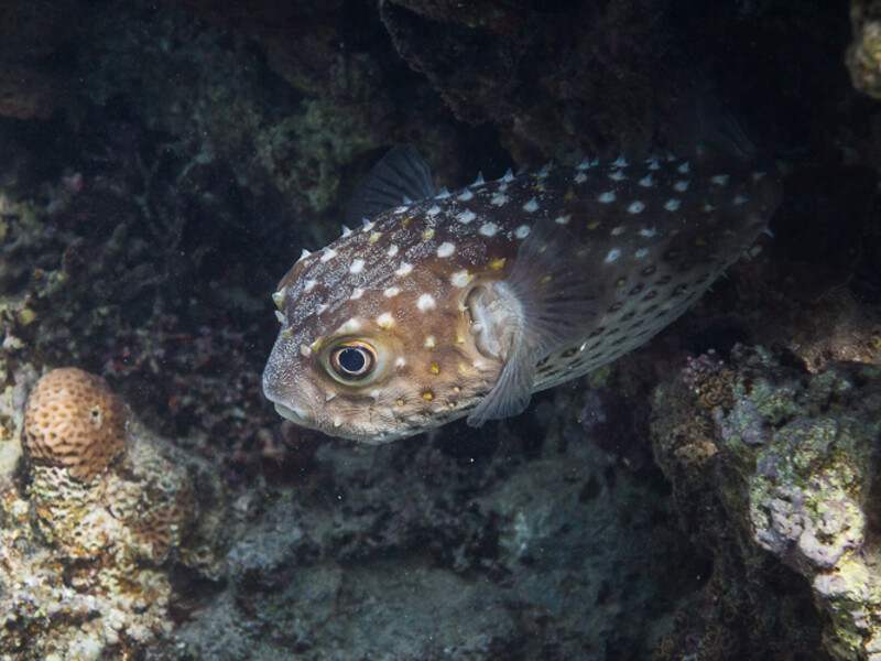 Aqaba - King\\&amp;#039;s Abdullah Reef