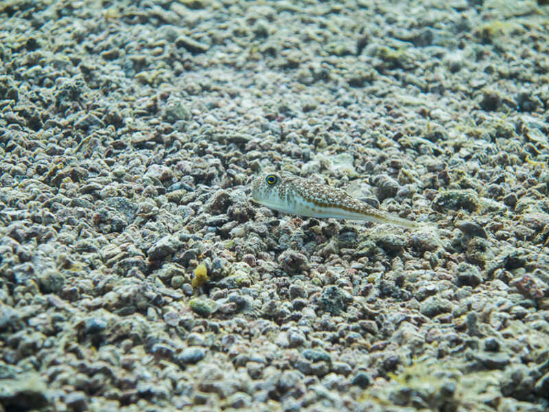 Aqaba - First Bay South