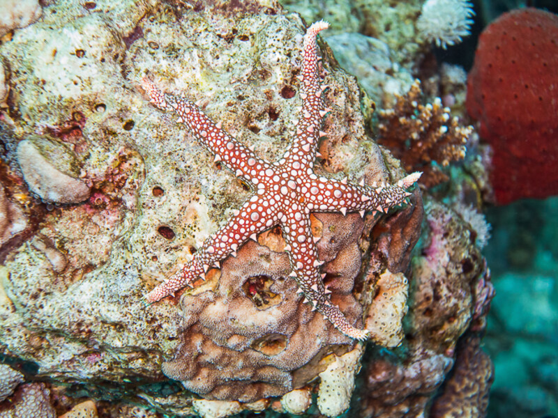 Aqaba - Yellowstone Reef
