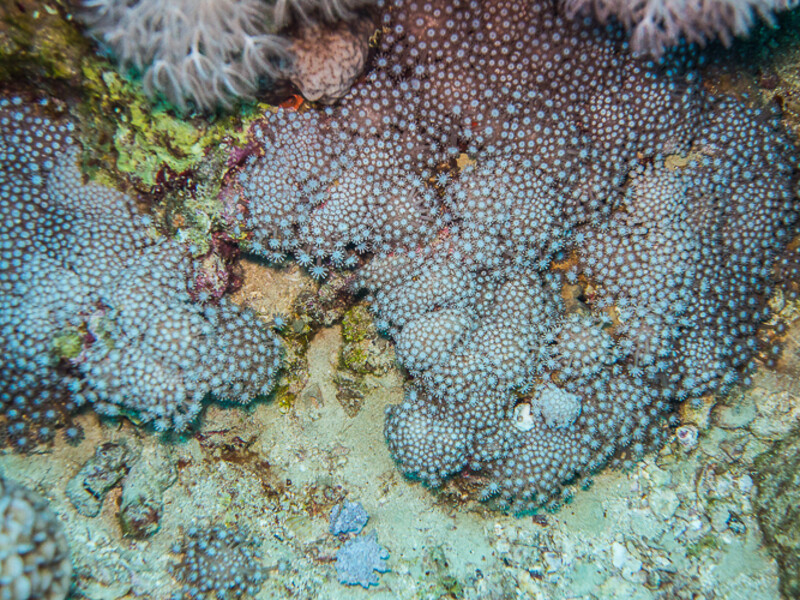 Aqaba - Yellowstone Reef