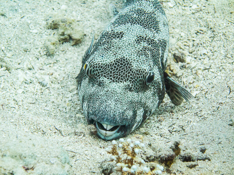 Aqaba - Yellowstone Reef