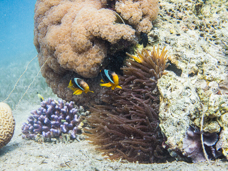 Aqaba - Yellowstone Reef