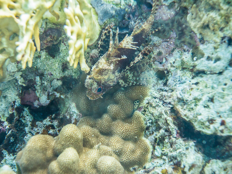 Aqaba - Yellowstone Reef