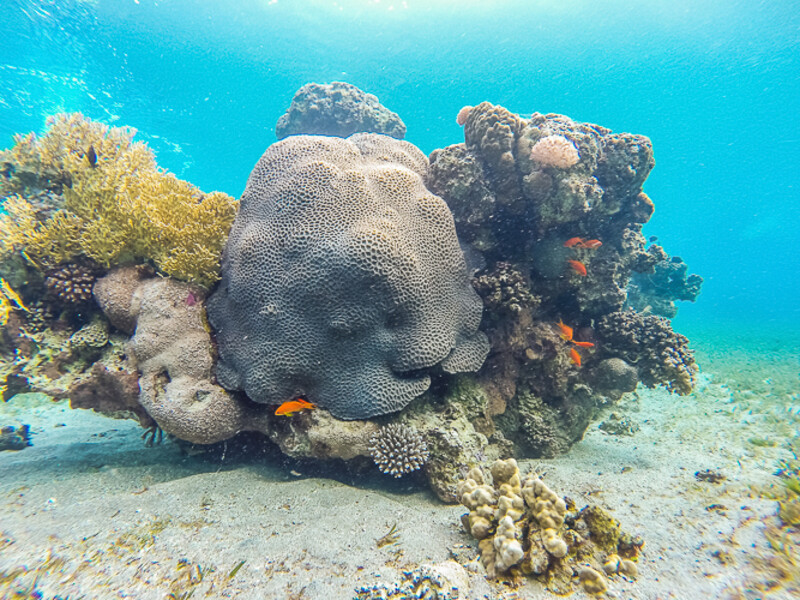 Aqaba - Yellowstone Reef