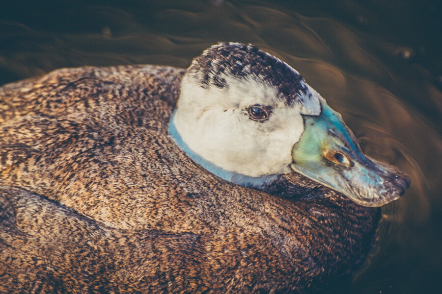 Zoo Praha