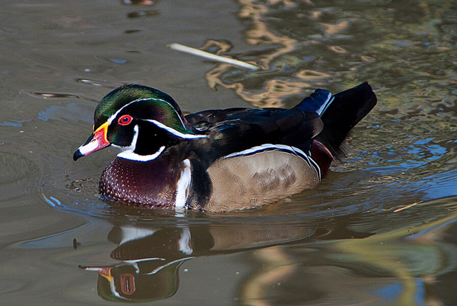 Zoo Praha