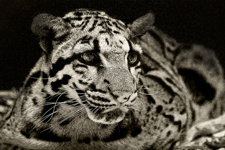 _DSC1746bw