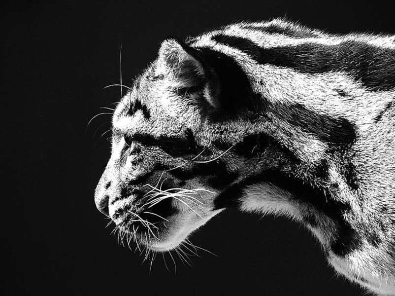 zoo-228cat