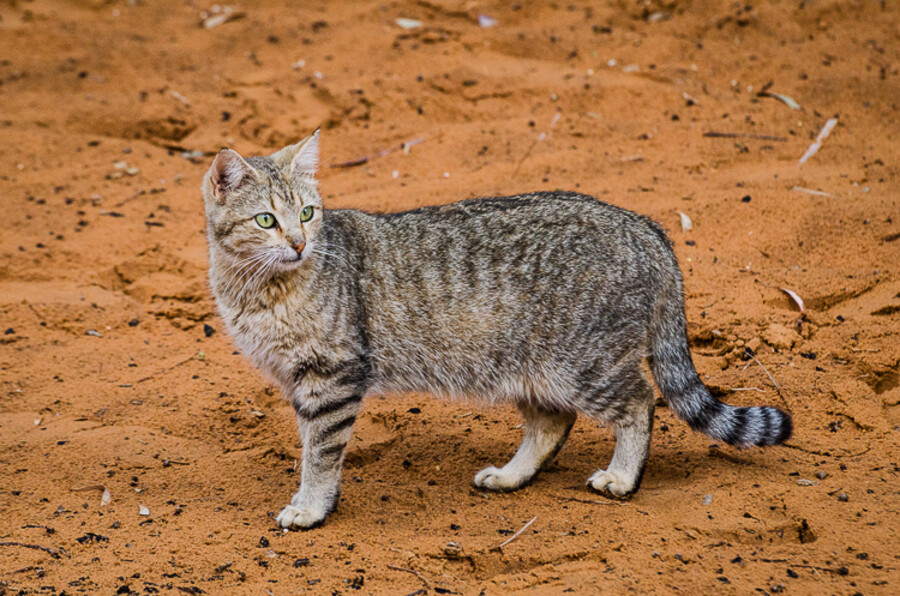 Erg Chebbi