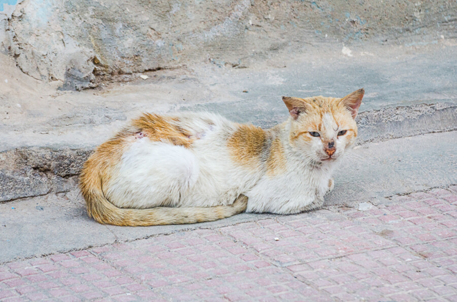 Sidi Ifni