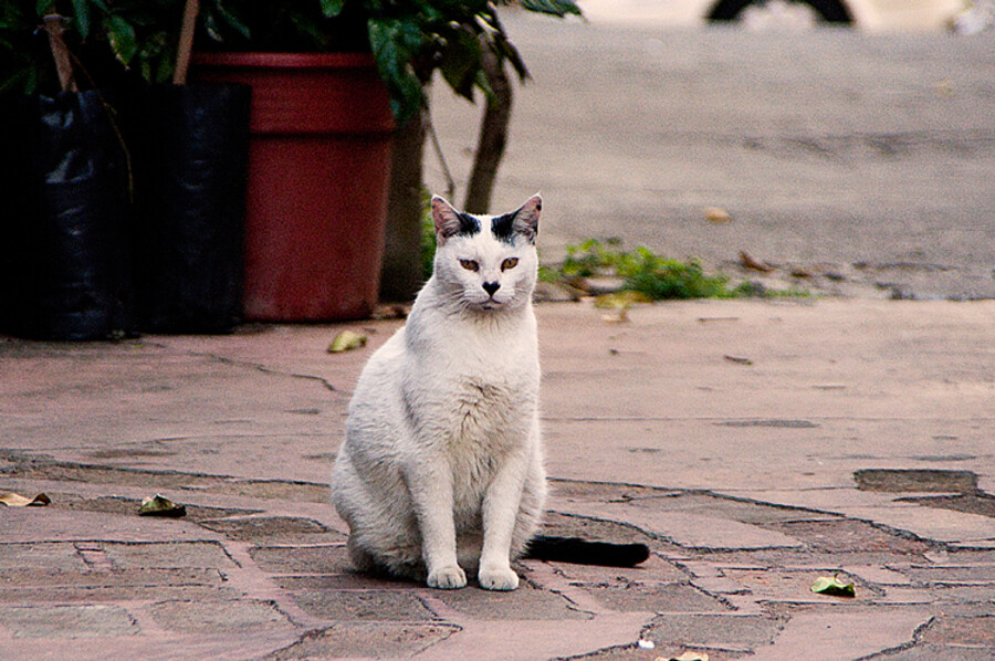 Tepoztlan