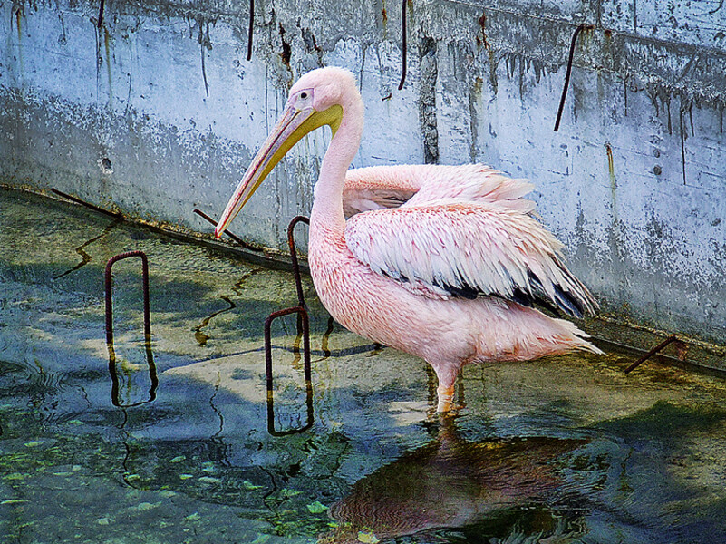 Paphos