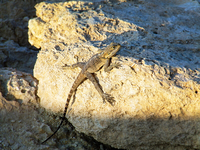 Agia Napa