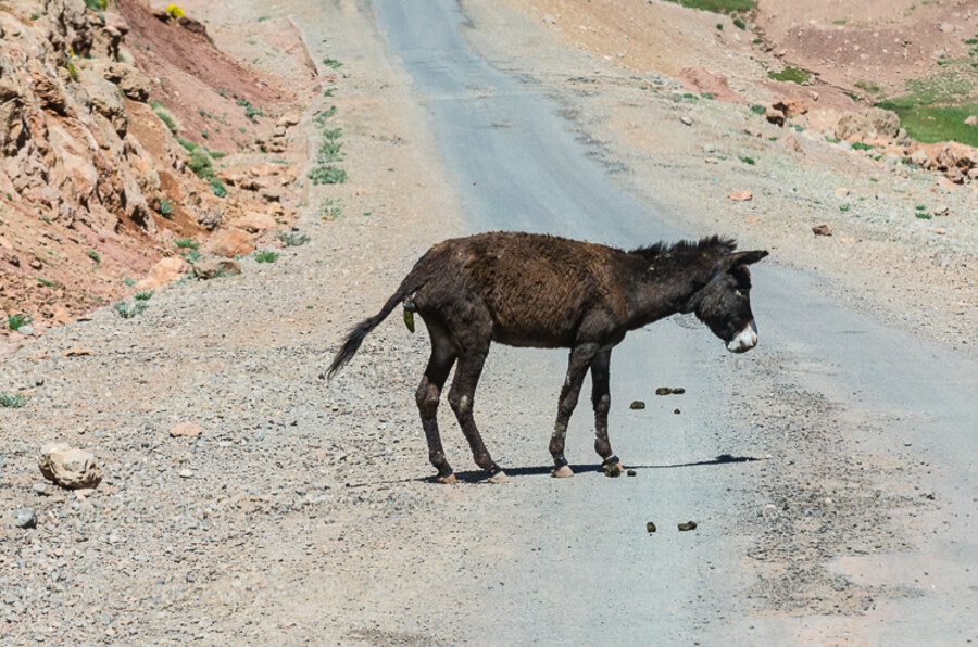 Maroko_2015_28-den_Bin-El-Ouidane-Imilchil-Agoudim_59
