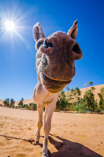 Merzouga