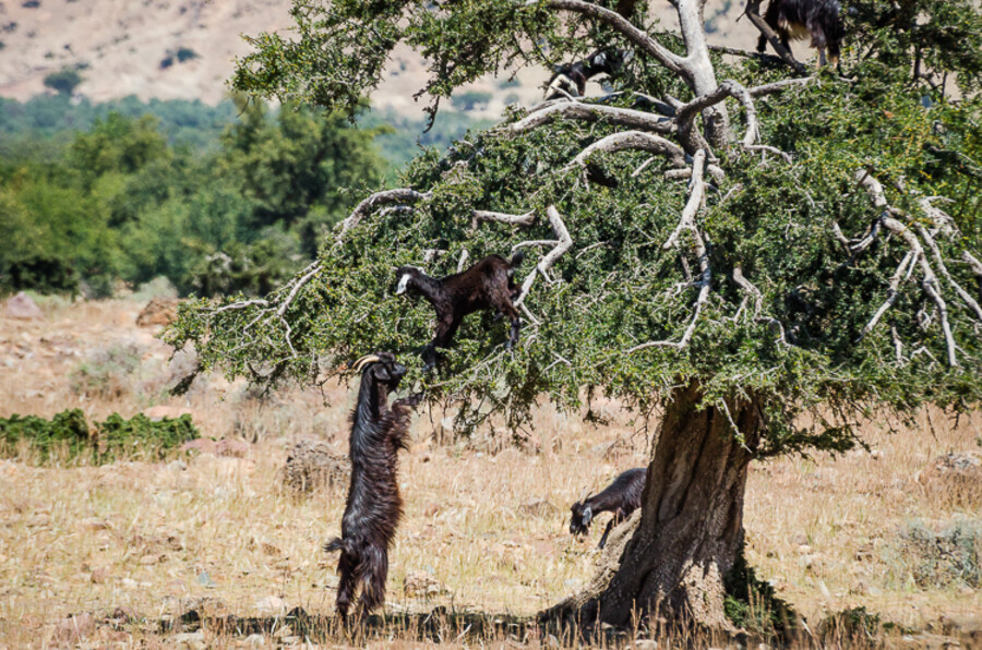 Maroko_2015_23-den_Ait-Igas-Marrakech_86