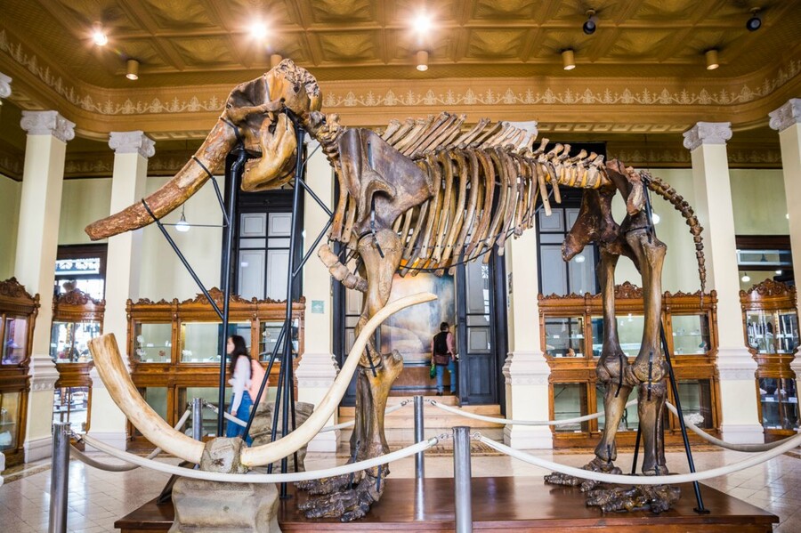 Museo de Geología