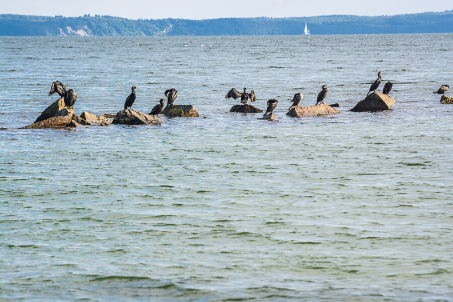 Sassnitz