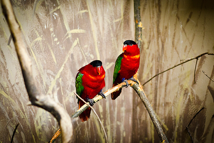 Zoo Praha