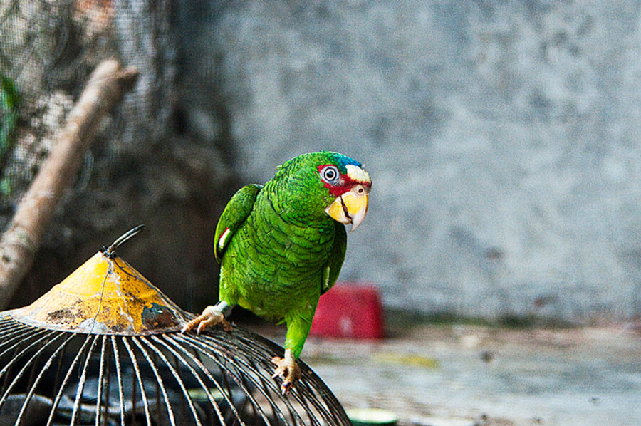 Cenote Azul