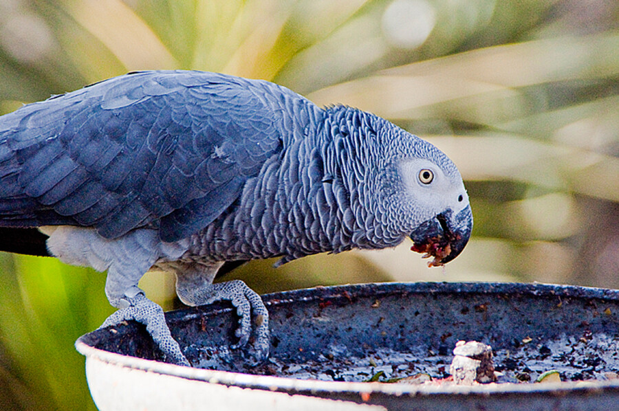 El Reino Animal