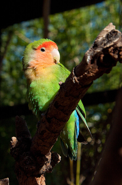 El Reino Animal