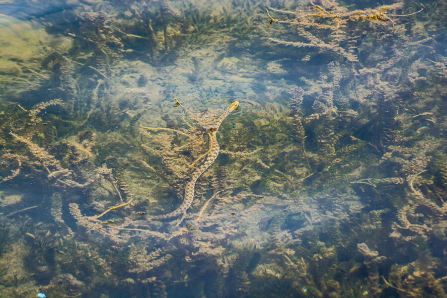 Ohridské jezero