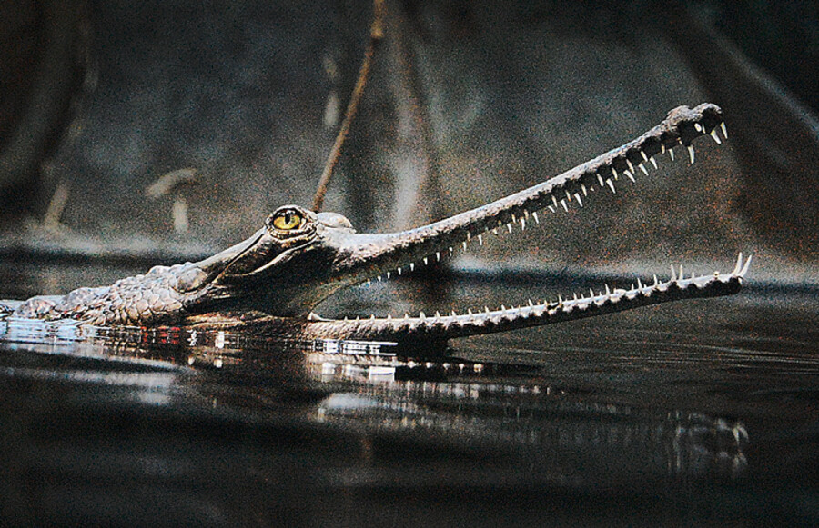 Zoo Praha