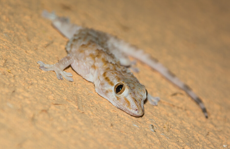 Errachidia