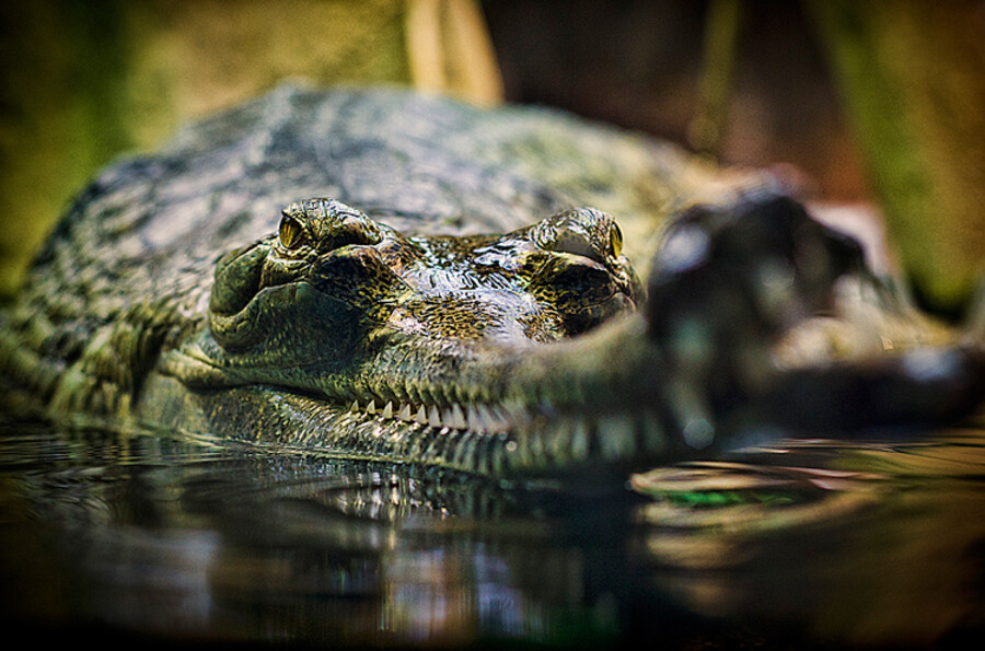 Zoo Praha