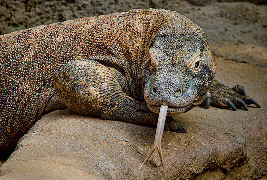 Zoo Praha