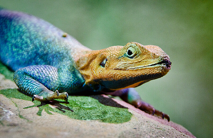 Zoo Praha
