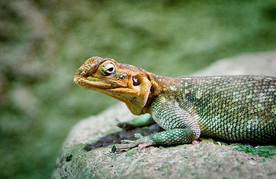 Zoo Praha